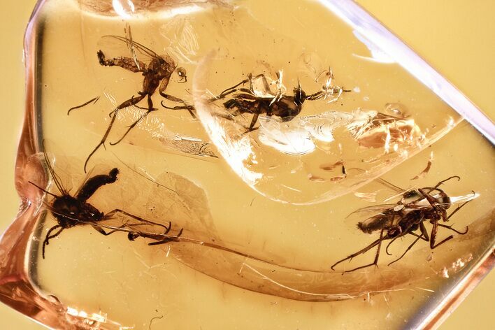 Four Detailed Fossil Fungus Gnats (Mycetophilidae) in Baltic Amber #381496